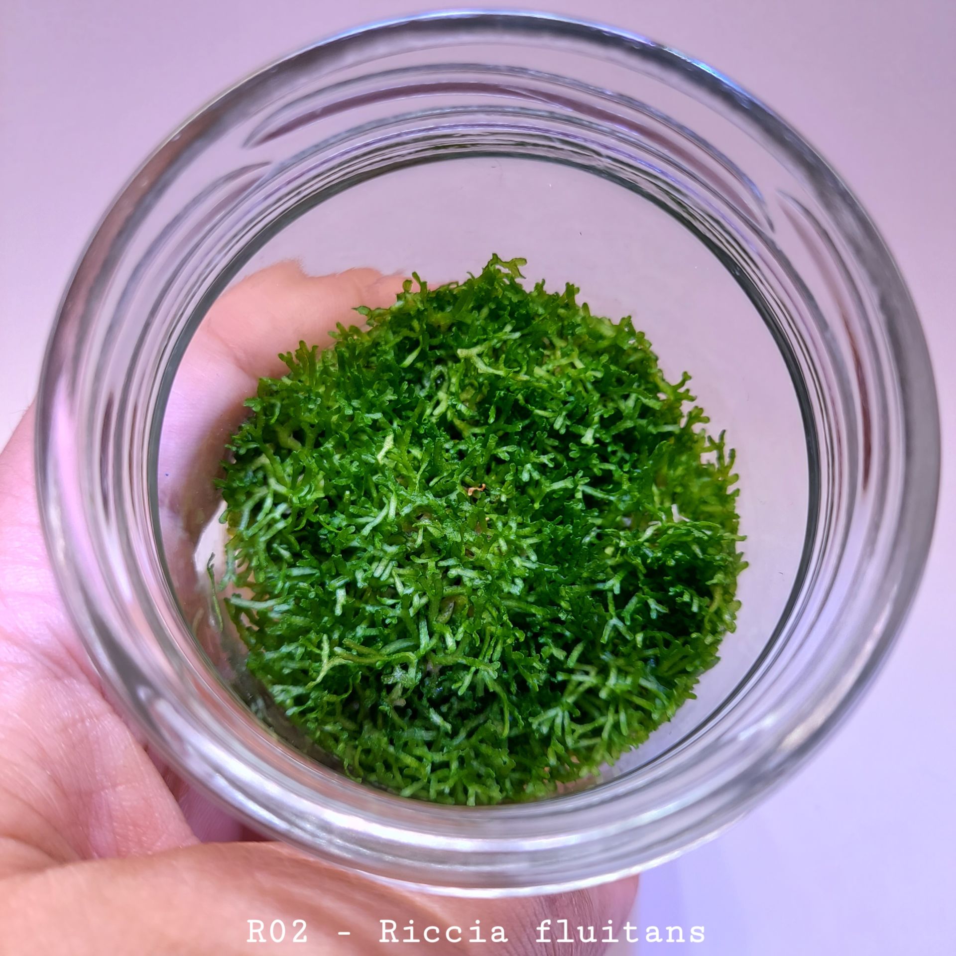 Riccia fluitans IN VITRO JAR (KAVANOZ)