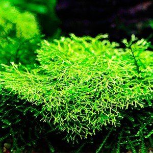 Riccia fluitans IN VITRO JAR (KAVANOZ)