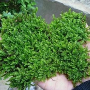 Gorontalo moss 5 gram