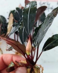 Bucephalandra dark afika ADET