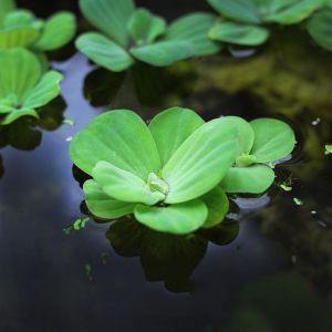 Pistia stratiotes MİNİ BOY (Su Marulu)  ADET