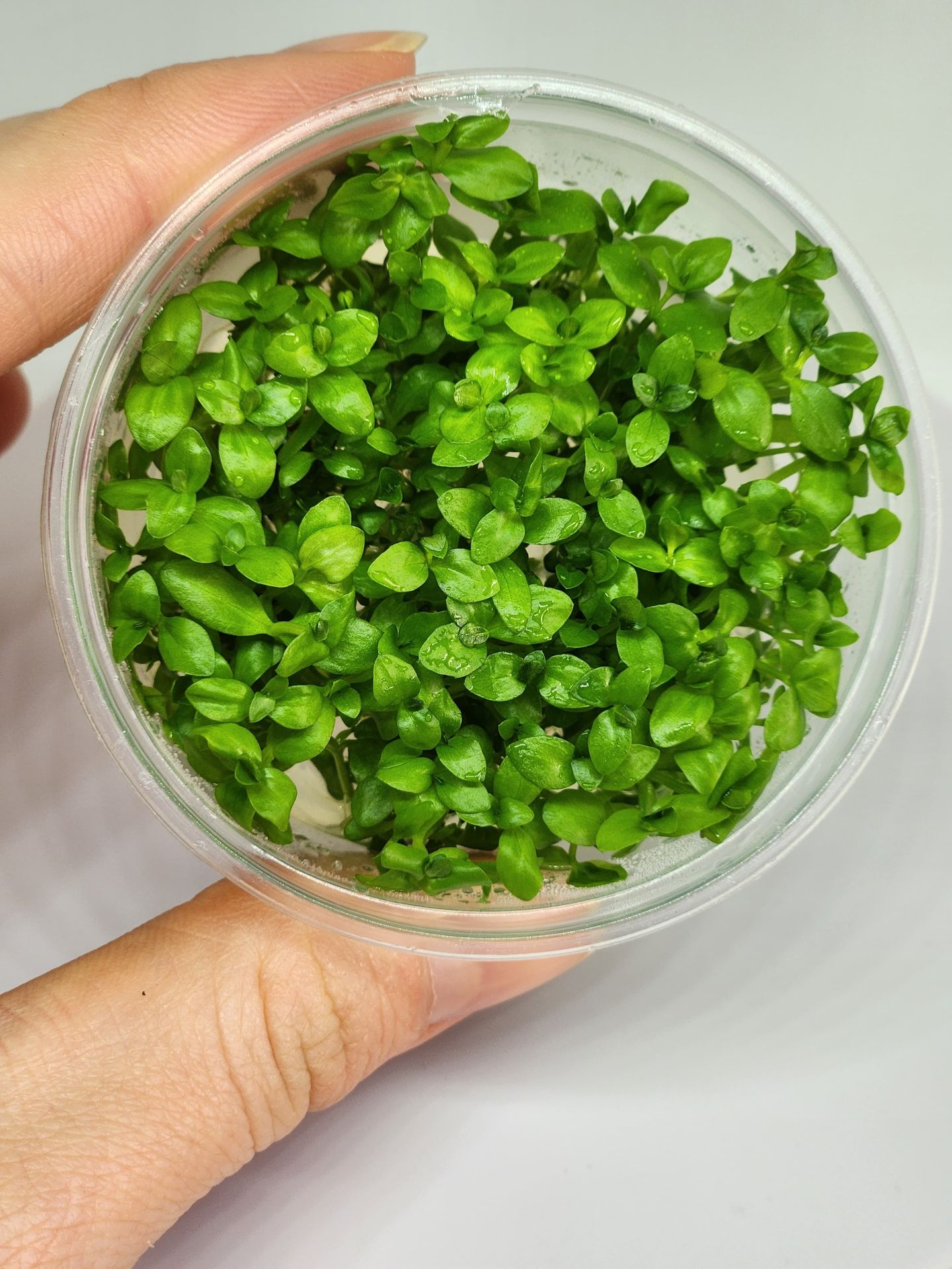 Lindernia rotundifolia IN VITRO CUP