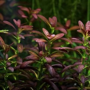 Rotala ramosoir SUNSET IN VITRO JAR (KAVANOZ)