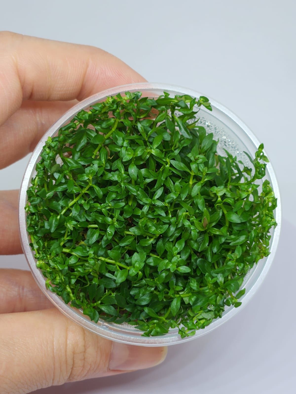 Ludwigia arcuata IN VITRO CUP