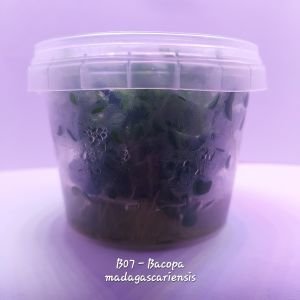 Bacopa madagascariensis IN VITRO CUP