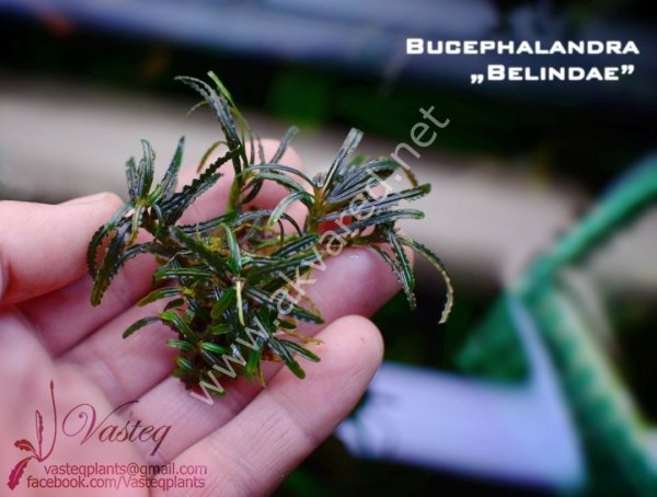 Bucephalandra belindae İTHAL PORSİYON 10X10CM