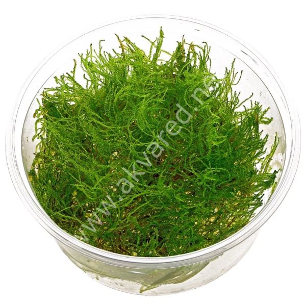 Taxiphyllum alternans - Taiwan Moss 5 gr. - İTHAL