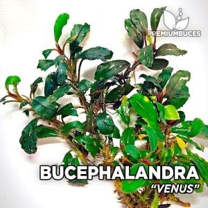 Bucephalandra venus İTHAL 10x10 CM PORSİYON