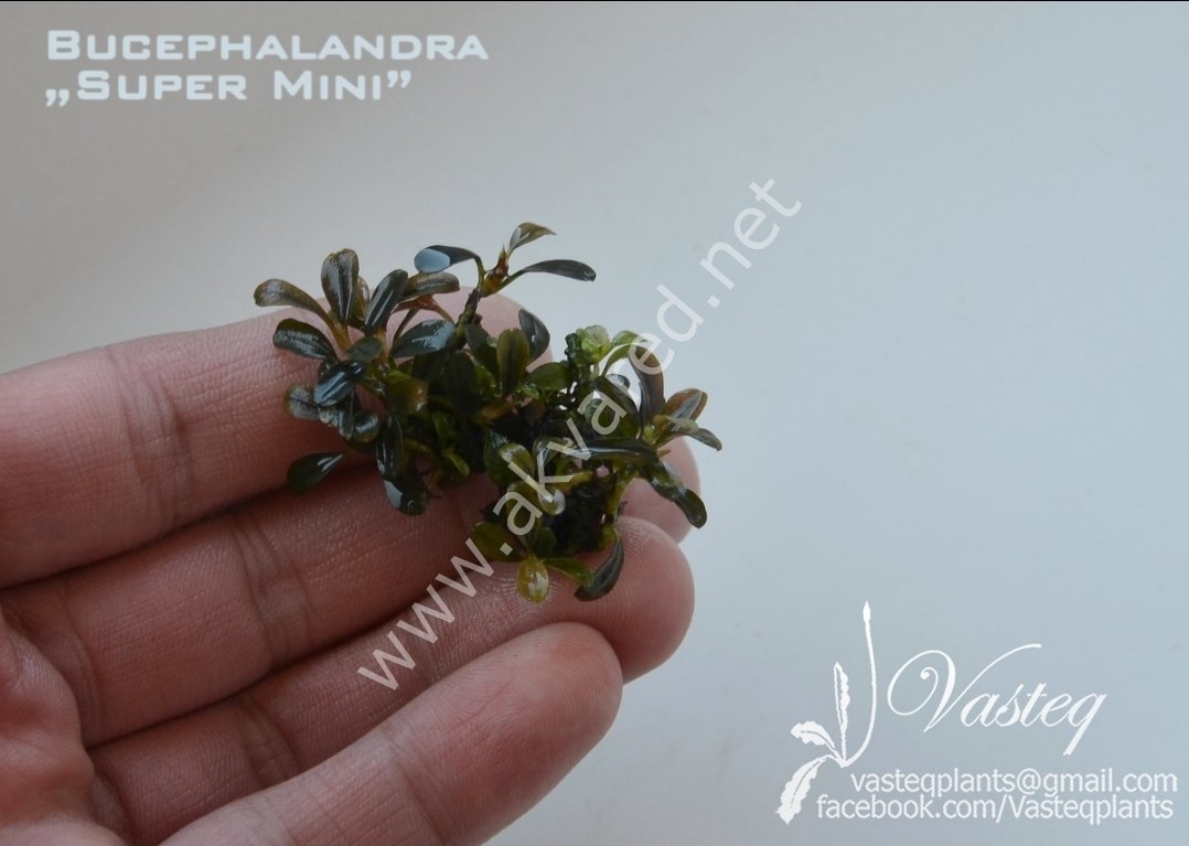 Bucephalandra super mini İTHAL10X10 CM PORSİYON