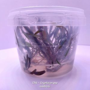 Cryptocoryne axelrodi ADET EXVITRO