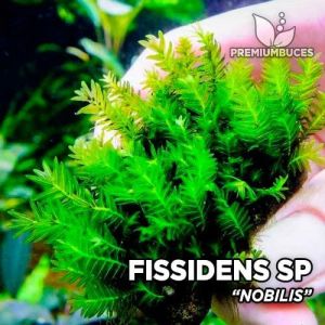 Fissidens sp. Nobilis Moss 5 gram İTHAL ÖN SİPARİŞ