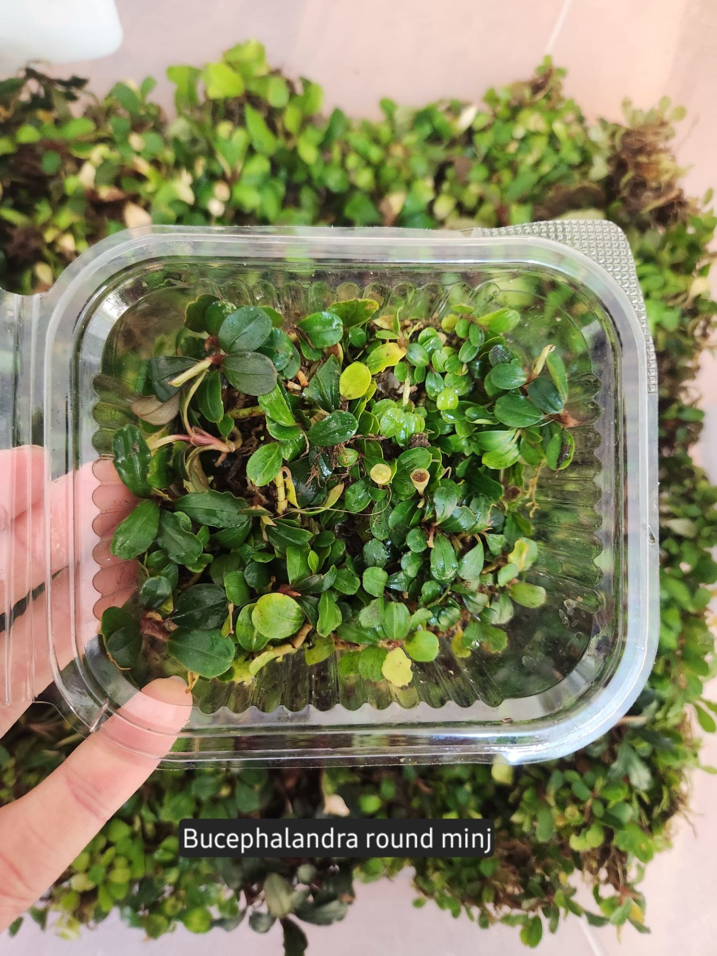 Bucephalandra mini round İTHAL 10X10CM PORSİYON