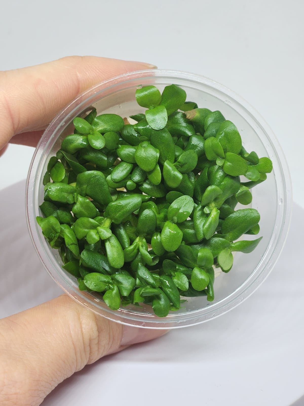 Bacopa amplexicaulis IN VITRO CUP