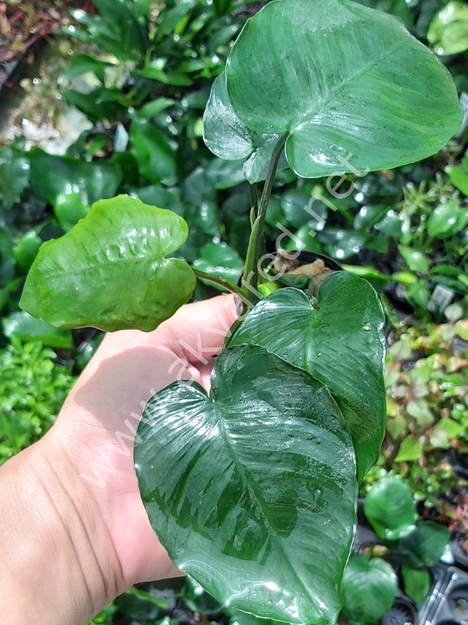 Anubias barteri broad leaf İTHAL ADET