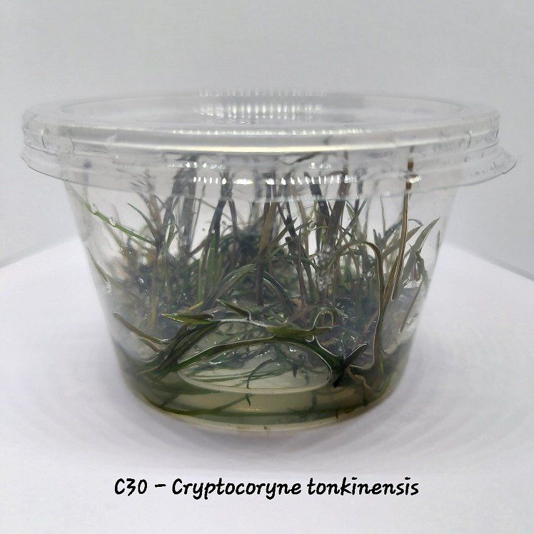 Cryptocoryne tonkinensis ADET EXVITRO