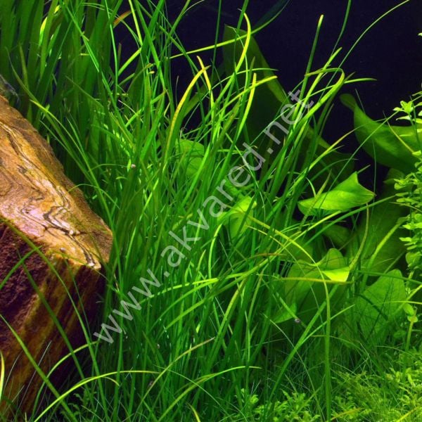 Vallisneria sp. nana (İnce Saz) İTHAL BUKET