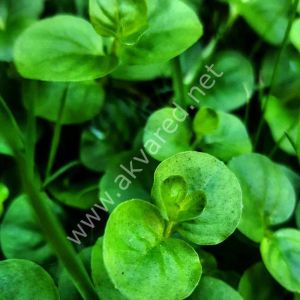 Lysimachia nummularia 'green IN VITRO JAR (KAVANOZ)