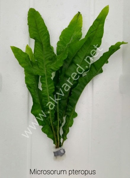 Microsorum pteropus (Java Fern) İTHAL BUKET