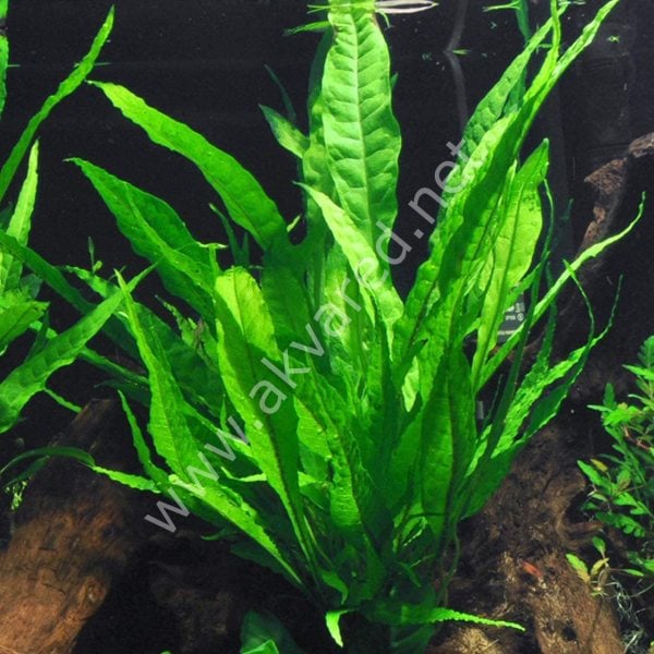 Microsorum pteropus (Java Fern) İTHAL BUKET