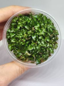 Ludwigia palustris red IN VITRO CUP