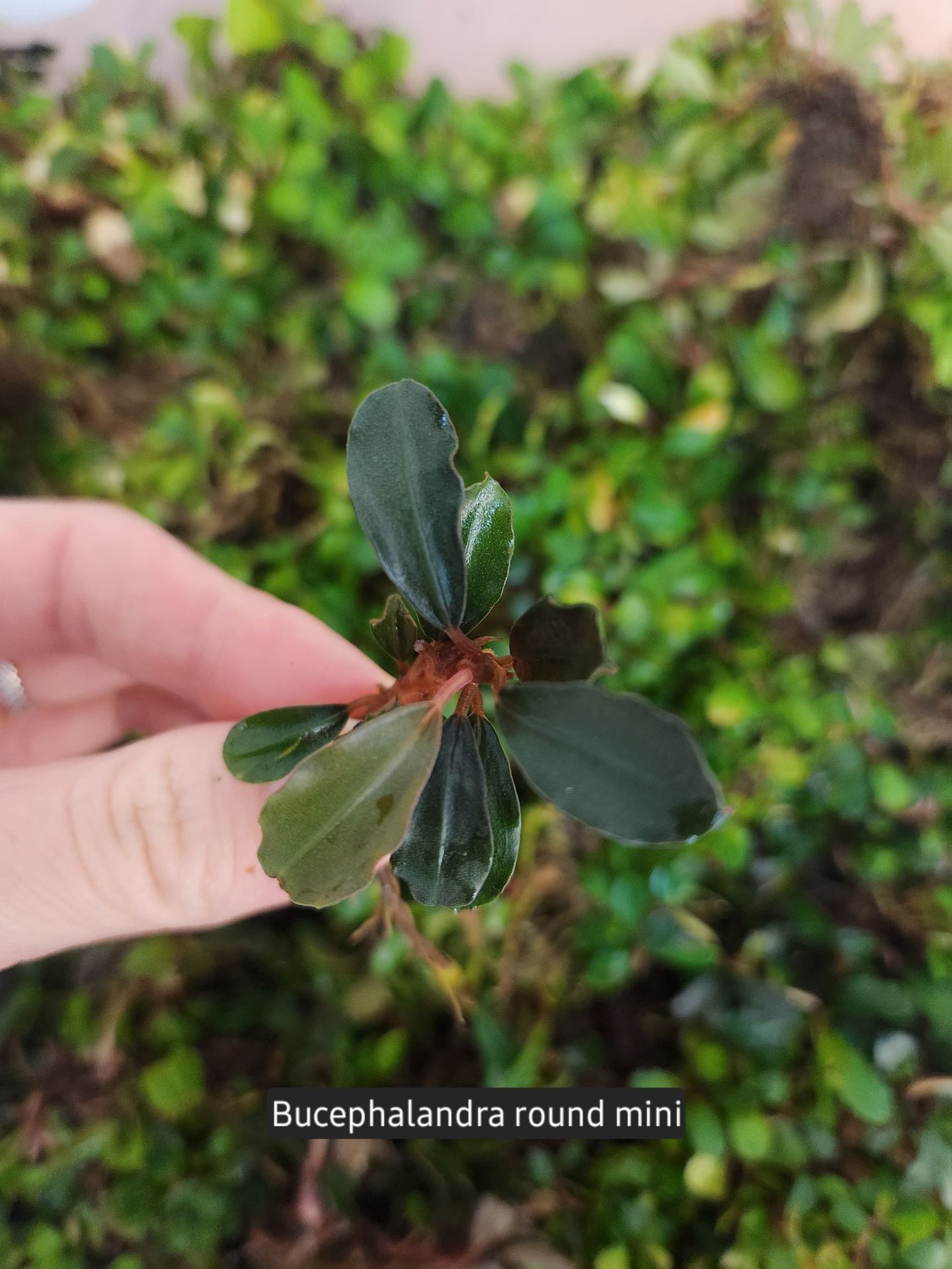 Bucephalandra mini round İTHAL ADET