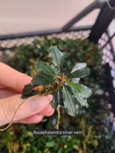 Bucephalandra silver vein İTHAL ADET