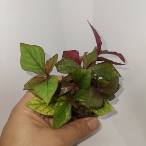 Hygrophila sp red SAKSI