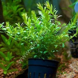 Rotala bossi IN VITRO CUP