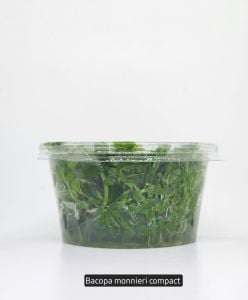 Bacopa compact IN VITRO CUP