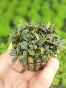 Bucephalandra bukit kelam IN VITRO CUP