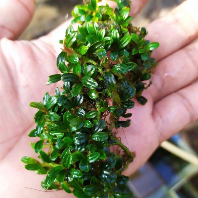 Bucephalandra mini boyan ADET İTHAL