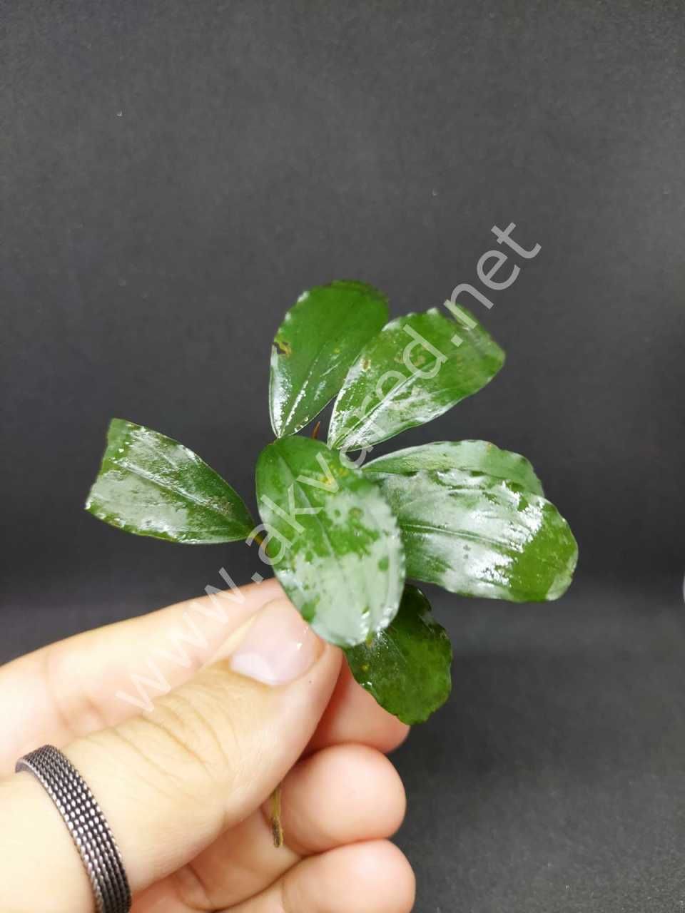 Bucephalandra blue diamond ADET İTHAL