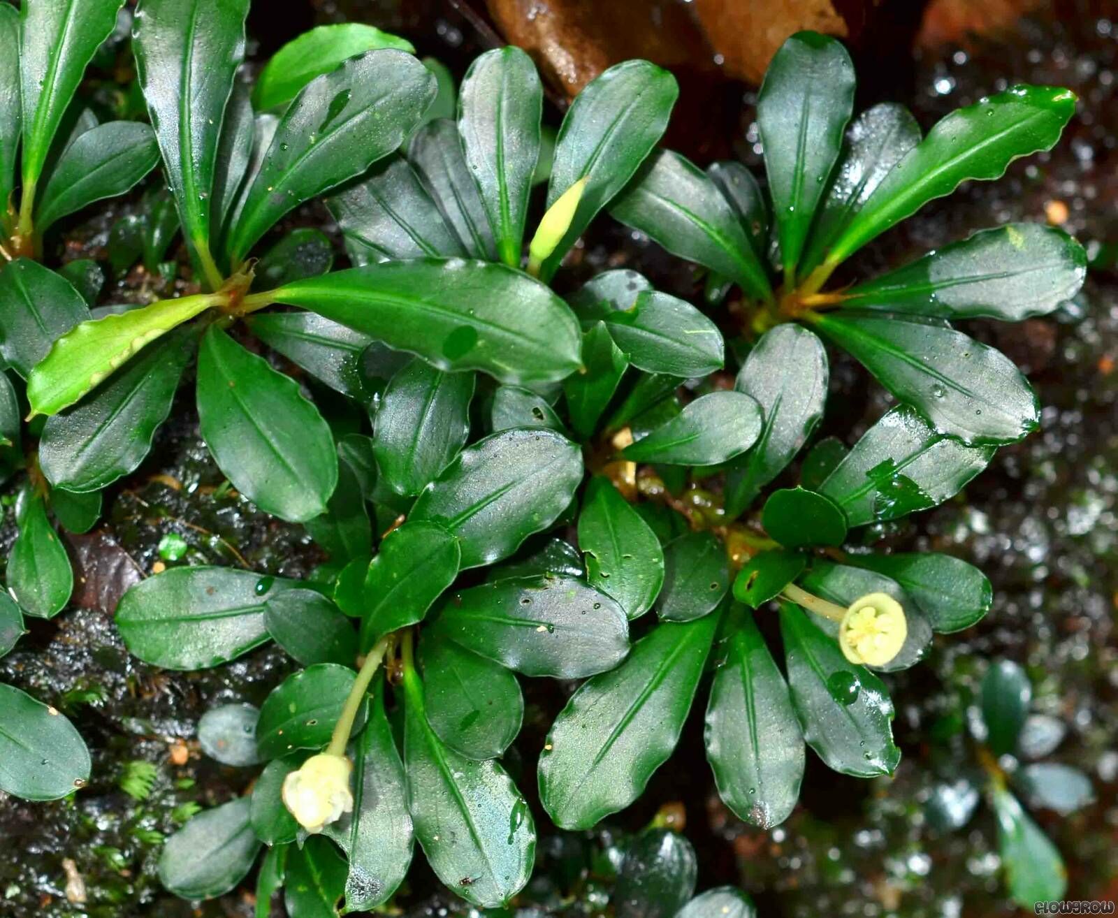 Bucephalandra mini kapit 10x10cm PORSİYON