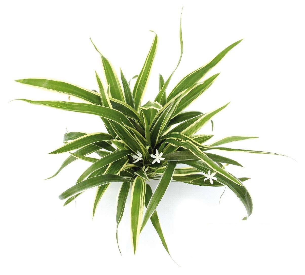 Chlorophytum bichetii BUKET ÖN SİPARİŞ