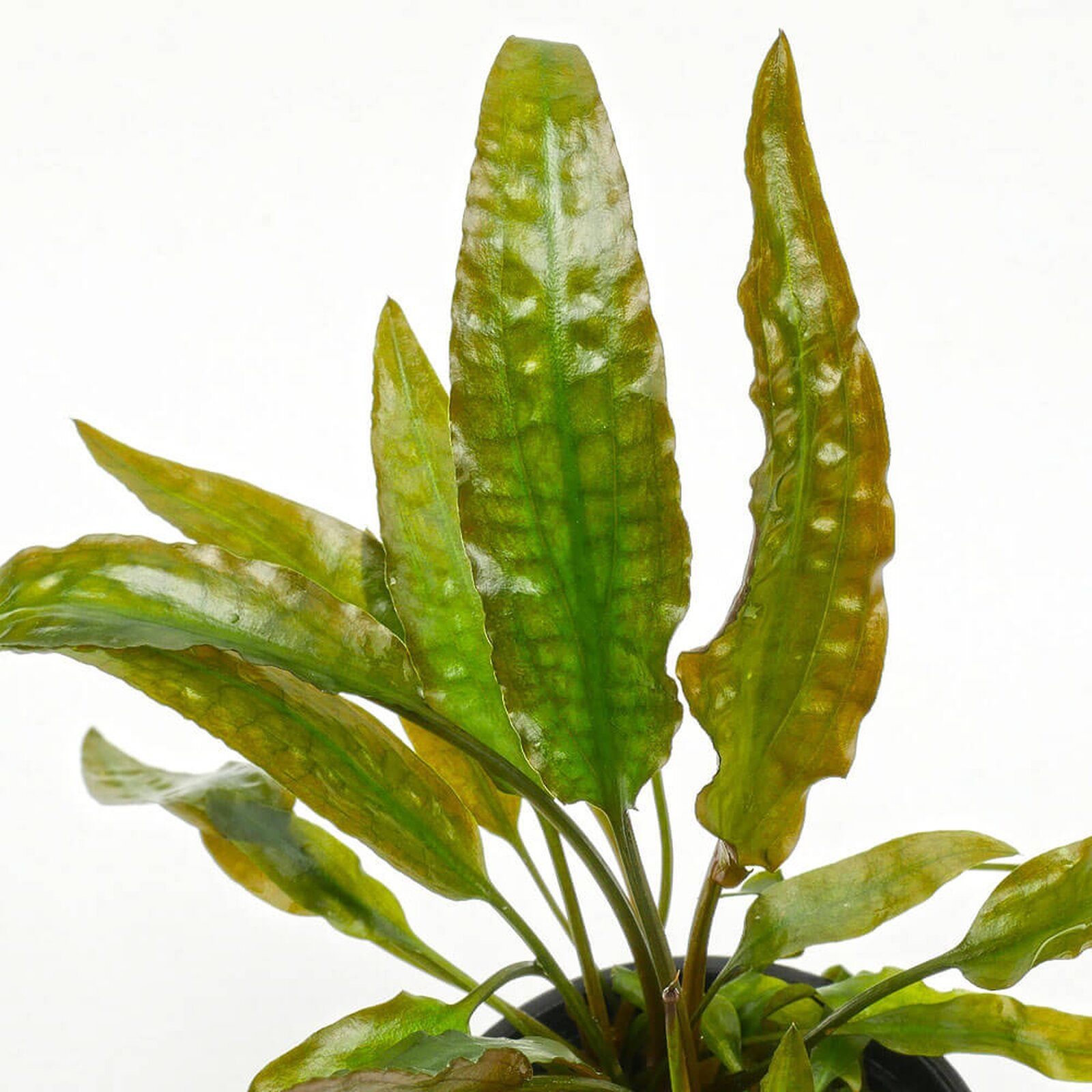 Cryptocoryne usteriana İTHAL BUKET