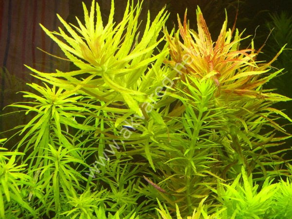 Limnophila aromatica SAKSI