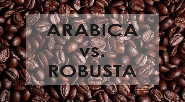 ARABİCA vs ROBUSTA