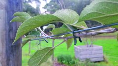 PCR-3 - Bitki Bağlama Klipsi