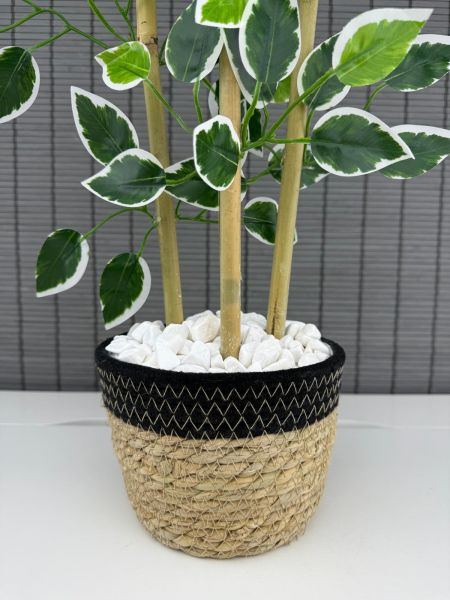 Bahçem Yoğun Yapraklı Dekoratif Benjamin Ağacı Hasır Sea Grass/Koton Saksılı 3 Gövde 70cm