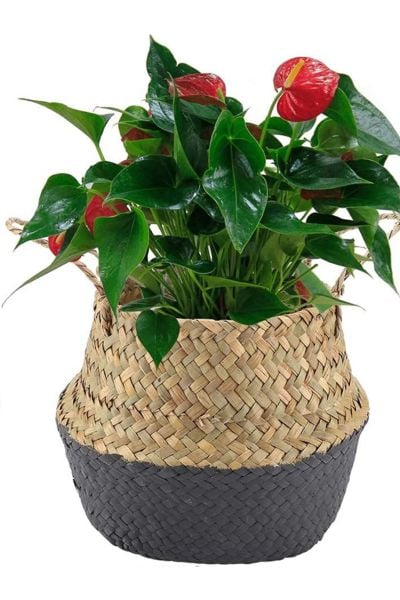 Bahçem Katlanabilir Hasır Sepet Saksılık Natural-Antrasit 28x30cm