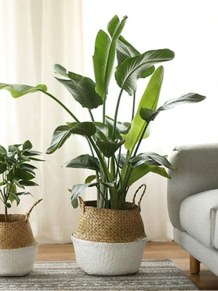 Bahçem Katlanabilir Hasır Sepet Saksılık Natural-Beyaz 20x23cm