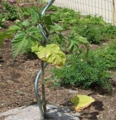 10' lu  Pwc Spiral Destek Çubuğu 8Mm-150Cm  SR-8-150