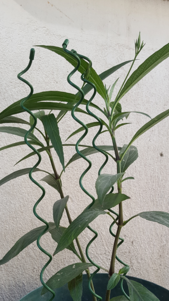 Spiral Bitki Destek Çubuğu 55 cm 3 Adet