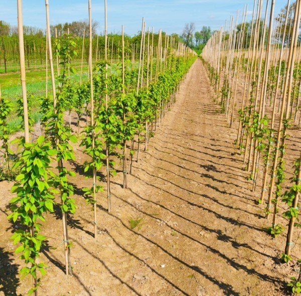 Bahçem 50'Lİ Bambu Bitki Destek Çubuğu 8 mm 75 cm