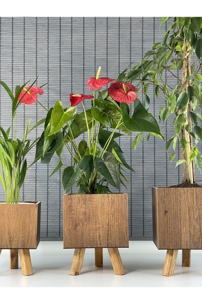 Bahçem Ayaklı Ahşap 3'lü Dekoratif Kare Saksı Seti Çam Rengi İç Saksılı Uslu Ticaret