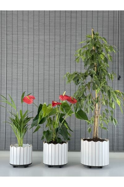 Bahçem Ahşap 3'lü Dekoratif Taç Model Yuvarlak Saksı Seti İç Saksılı Uslu Ticaret