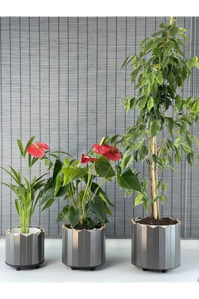 Bahçem Ahşap 3'lü Dekoratif Taç Model Yuvarlak Saksı Seti İç Saksılı Uslu Ticaret