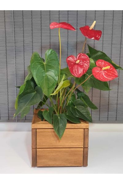 Dekoratif Kare  Ahşap Saksı 25x21cm 1.Sınıf İthal Çam Teak İç Saksılı