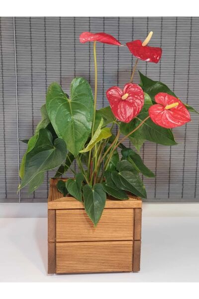 Dekoratif Kare  Ahşap Saksı 25x21cm 1.Sınıf İthal Çam Teak İç Saksılı