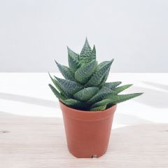 Haworthia Limifolia Succulent Tırtır Yapraklı Sukulent Bitkisi